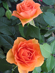 Cumba Meillandina Rose (Rosa 'MEIneyta') at Lakeshore Garden Centres