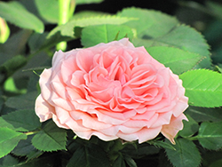 Bossa Nova Rose (Rosa 'Bossa Nova') at Lakeshore Garden Centres