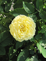 Sun Hit Rose (Rosa 'POULsun') at Lakeshore Garden Centres