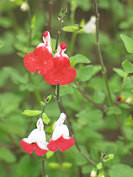Little Kiss Sage (Salvia microphylla 'Little Kiss') at Lakeshore Garden Centres