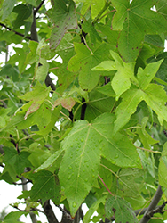 Moraine Sweet Gum (Liquidambar styraciflua 'Moraine') at Lakeshore Garden Centres