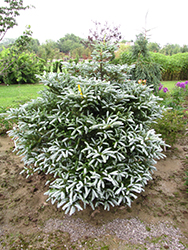 Silver Show Korean Fir (Abies koreana 'Silver Show') at Peter Knippel Garden Centre