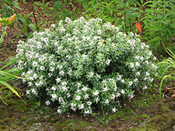 Variegated Caucasian Daphne (Daphne caucasica 'Variegata') at Lakeshore Garden Centres