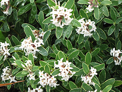 Variegated Caucasian Daphne (Daphne caucasica 'Variegata') at Lakeshore Garden Centres
