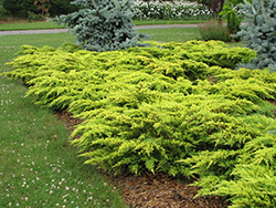 Daub's Frosted Juniper (Juniperus x media 'Daub's Frosted') at Lakeshore Garden Centres