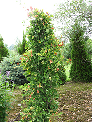 Chris' Dwarf Ginkgo (Ginkgo biloba 'Chris' Dwarf') at Lakeshore Garden Centres