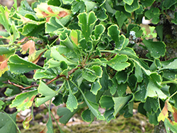 Chris' Dwarf Ginkgo (Ginkgo biloba 'Chris' Dwarf') at Lakeshore Garden Centres