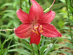 Red Velvet Lily (Lilium 'Red Velvet') at Lakeshore Garden Centres