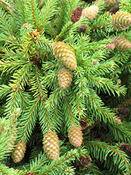 Pusch Spruce (Picea abies 'Pusch') at Golden Acre Home & Garden