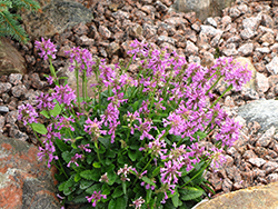 Dwarf Betony (Stachys minima) at Lakeshore Garden Centres
