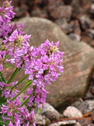 Dwarf Betony (Stachys minima) at Lakeshore Garden Centres