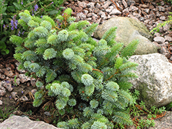 Silver Dwarf Sitka Spruce (Picea sitchensis 'Silberzwerg') at Lakeshore Garden Centres