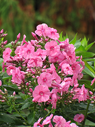 Shortwood Garden Phlox (Phlox paniculata 'Shortwood') at Lakeshore Garden Centres