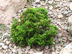 Just Dandy Hinoki Falsecypress (Chamaecyparis obtusa 'Just Dandy') at Lakeshore Garden Centres