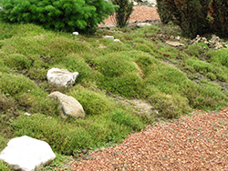 Irish Moss (Sagina subulata) at Golden Acre Home & Garden
