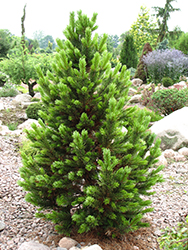 Formal Form Bristlecone Pine (Pinus longaeva 'Formal Form') at Lakeshore Garden Centres