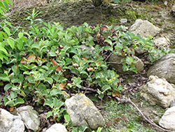 Creeping Alpine Willow (Salix nakamurana var. yezoalpina) at Lakeshore Garden Centres