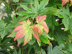 Microphyllum Full Moon Maple (Acer shirasawanum 'Microphyllum') at Lakeshore Garden Centres