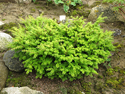 Loowit Japanese Hemlock (Tsuga diversifolia 'Loowit') at Lakeshore Garden Centres