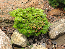 Hedge Dwarf Silver Fir (Abies alba 'Hedge') at Lakeshore Garden Centres