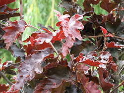 Rohan Purple Beech (Fagus sylvatica 'Rohanii') at Lakeshore Garden Centres