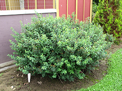 Tor Spirea (Spiraea betulifolia 'Tor') at A Very Successful Garden Center