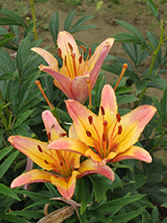 Ladylike Lily (Lilium 'Ladylike') at Golden Acre Home & Garden