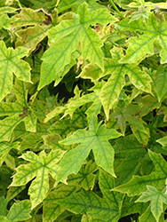 Gumball Sweet Gum (Liquidambar styraciflua 'Gumball') at Lakeshore Garden Centres
