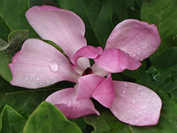 Shirazz Magnolia (Magnolia 'Shirazz') at Lakeshore Garden Centres