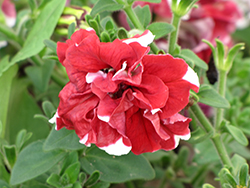 Double Madness Red and White Petunia (Petunia 'Double Madness Red and White') at Lakeshore Garden Centres