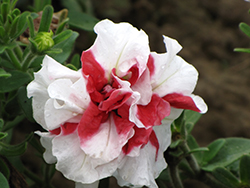Double Madness Red and White Petunia (Petunia 'Double Madness Red and White') at Lakeshore Garden Centres