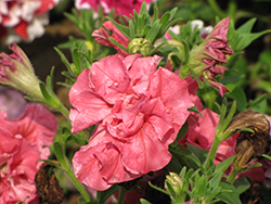 Double Madness Salmon Double Petunia (Petunia 'PAS3159') at Lakeshore Garden Centres