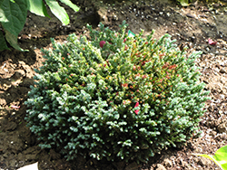 Blue Moon Sawara Falsecypress (Chamaecyparis pisifera 'Blue Moon') at Lakeshore Garden Centres