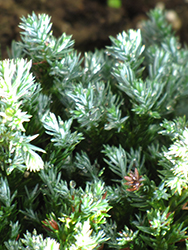 Blue Moon Sawara Falsecypress (Chamaecyparis pisifera 'Blue Moon') at Lakeshore Garden Centres