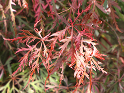 Hana Matoi Cutleaf Japanese Maple (Acer palmatum 'Hana Matoi') at Lakeshore Garden Centres