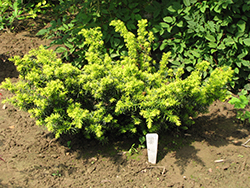 Golden Japanese Yew (Taxus cuspidata 'Aurescens') at A Very Successful Garden Center