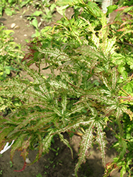 First Ghost Japanese Maple (Acer palmatum 'First Ghost') at Lakeshore Garden Centres