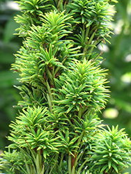 Golden Irish Yew (Taxus baccata 'Fastigiata Aurea') at Lakeshore Garden Centres