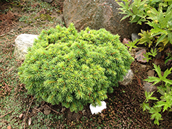 Malena Norway Spruce (Picea abies 'Malena') at Lakeshore Garden Centres
