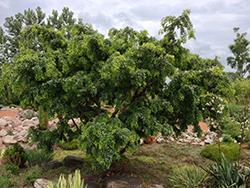 Twisted Baby Black Locust (Robinia pseudoacacia 'Lace Lady') at Green Thumb Garden Centre