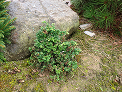 Bacon Cristate Hemlock (Tsuga canadensis 'Bacon Cristate') at Lakeshore Garden Centres