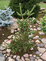 Zuisho Japanese White Pine (Pinus parviflora 'Zuisho') at Lakeshore Garden Centres