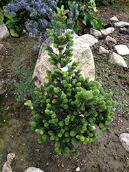 Compact Fraser Fir (Abies fraseri 'Fastigiata Compacta') at Lakeshore Garden Centres