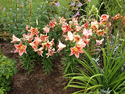 Montego Bay Lily (Lilium 'Montego Bay') at Lakeshore Garden Centres