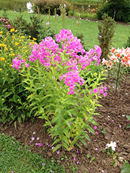 Peacock Rose Dark Eye Garden Phlox (Phlox paniculata 'Peacock Rose Dark Eye') at Lakeshore Garden Centres
