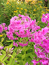 Peacock Rose Dark Eye Garden Phlox (Phlox paniculata 'Peacock Rose Dark Eye') at Lakeshore Garden Centres