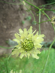 Moon Dance Yellow Pincushion Flower (Scabiosa columbaria 'Moon Dance') at Lakeshore Garden Centres