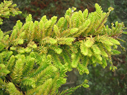 Gee Whiz Baldcypress (Taxodium distichum 'Gee Whiz') at Lakeshore Garden Centres