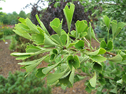 Tube Leaf Ginkgo (Ginkgo biloba 'Tubiformis') at Peter Knippel Garden Centre