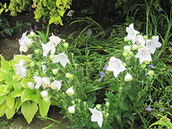 Astra White Balloon Flower (Platycodon grandiflorus 'Astra White') at A Very Successful Garden Center